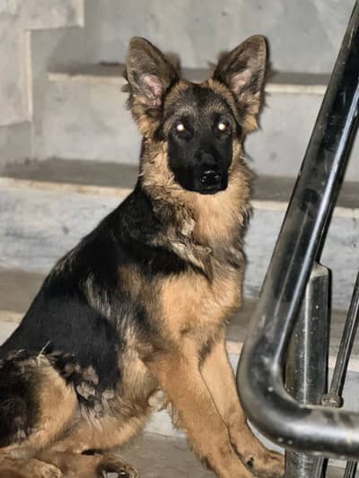 Long coat german shepherd female puppy
