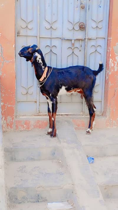 Tapri Female For Sell: 0334-3769578.