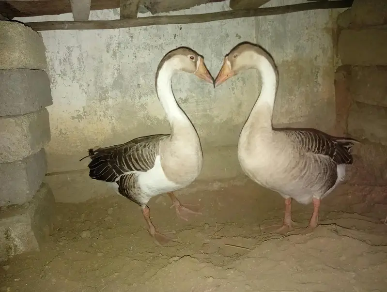 Chinese Hans Pair -Healthy & Active Malir Karachi — photo 2