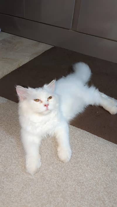 Triple Coated Persian White Cat