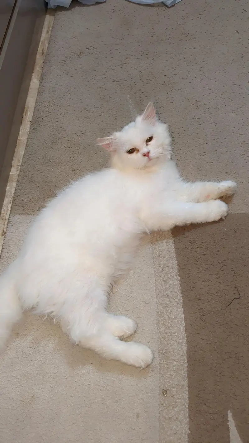 Triple Coated Persian White Cat — photo 3
