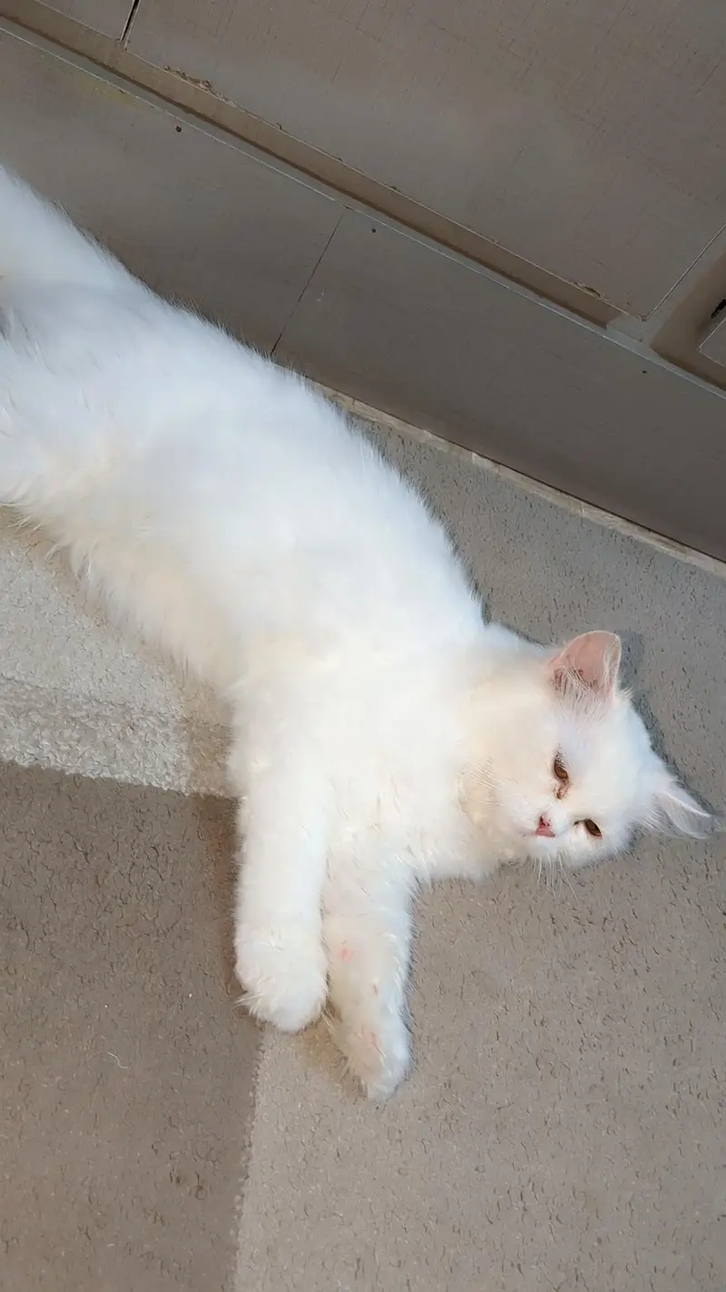 Triple Coated Persian White Cat — photo 4