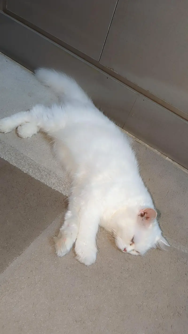 Triple Coated Persian White Cat — photo 5