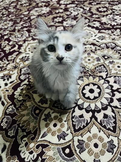Persian cat double cot