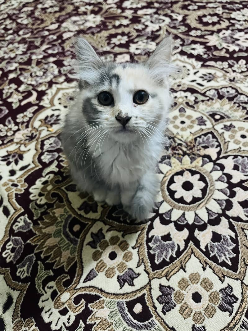 Persian cat double cot 0
