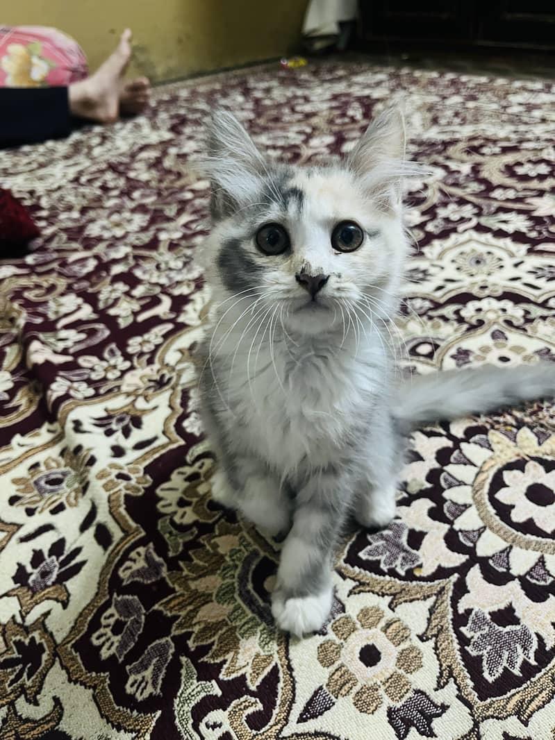 Persian cat double cot 1