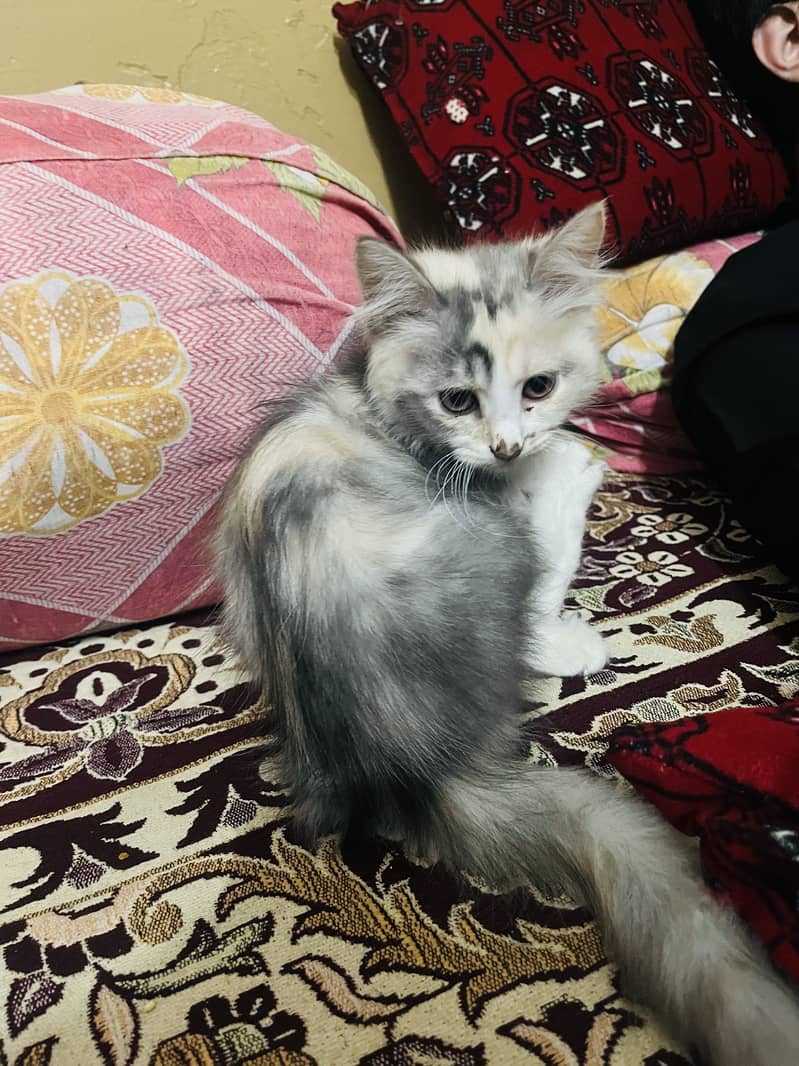 Persian cat double cot 2