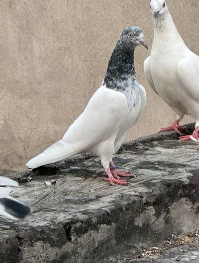 3 female with cage