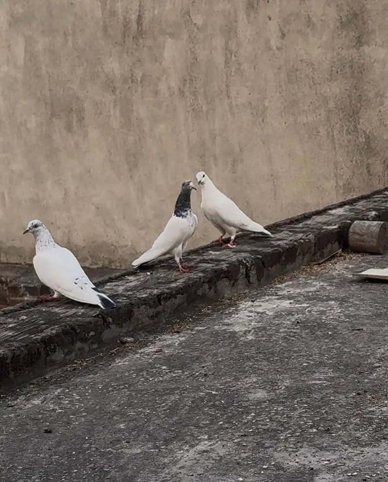 3 female with cage — photo 2