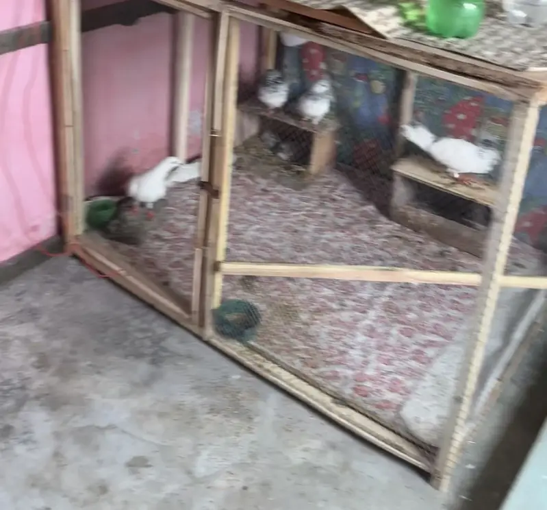 3 female with cage — photo 3