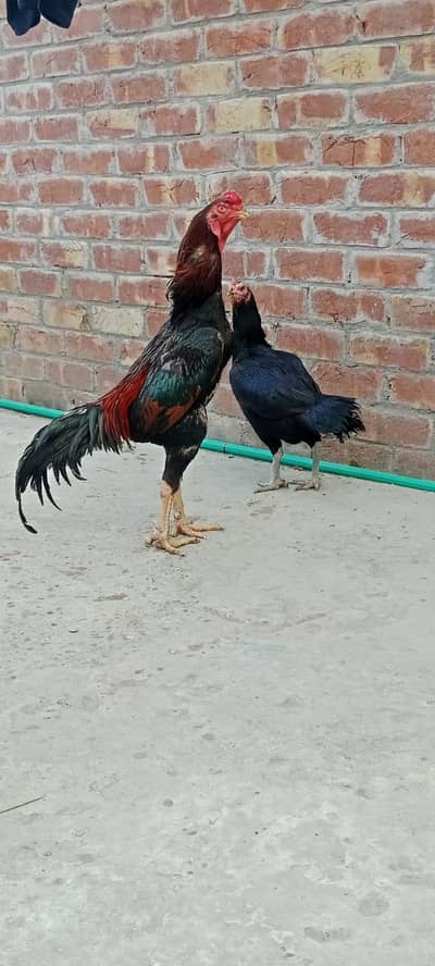 pure Japanese shamo murga for sale