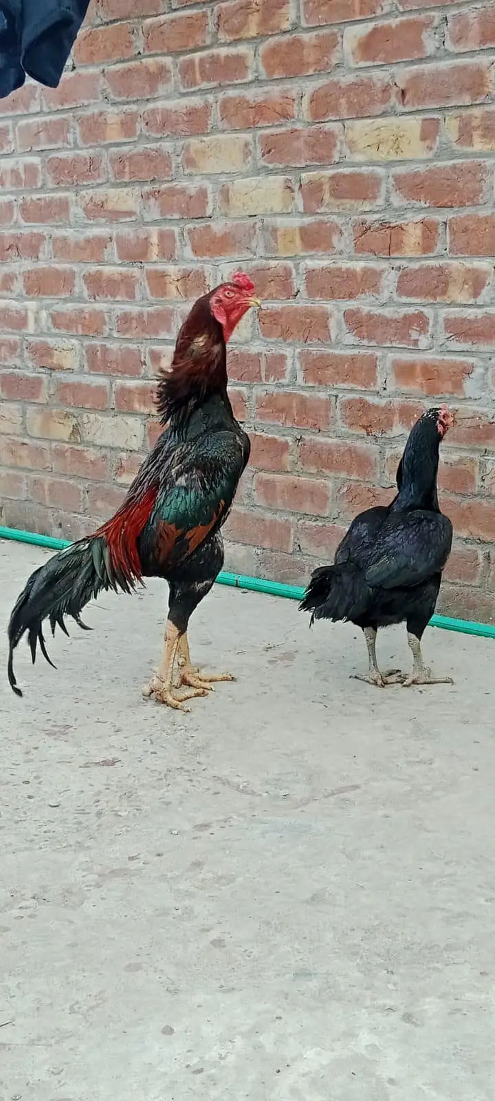 pure Japanese shamo murga for sale — photo 2