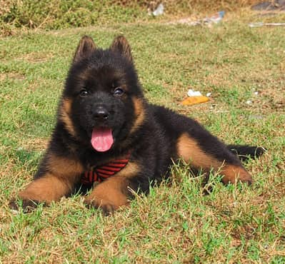 German shepherd long coat male puppy available for sale