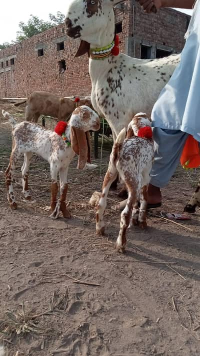 Makhi Cheeni Goat With 2 Baby