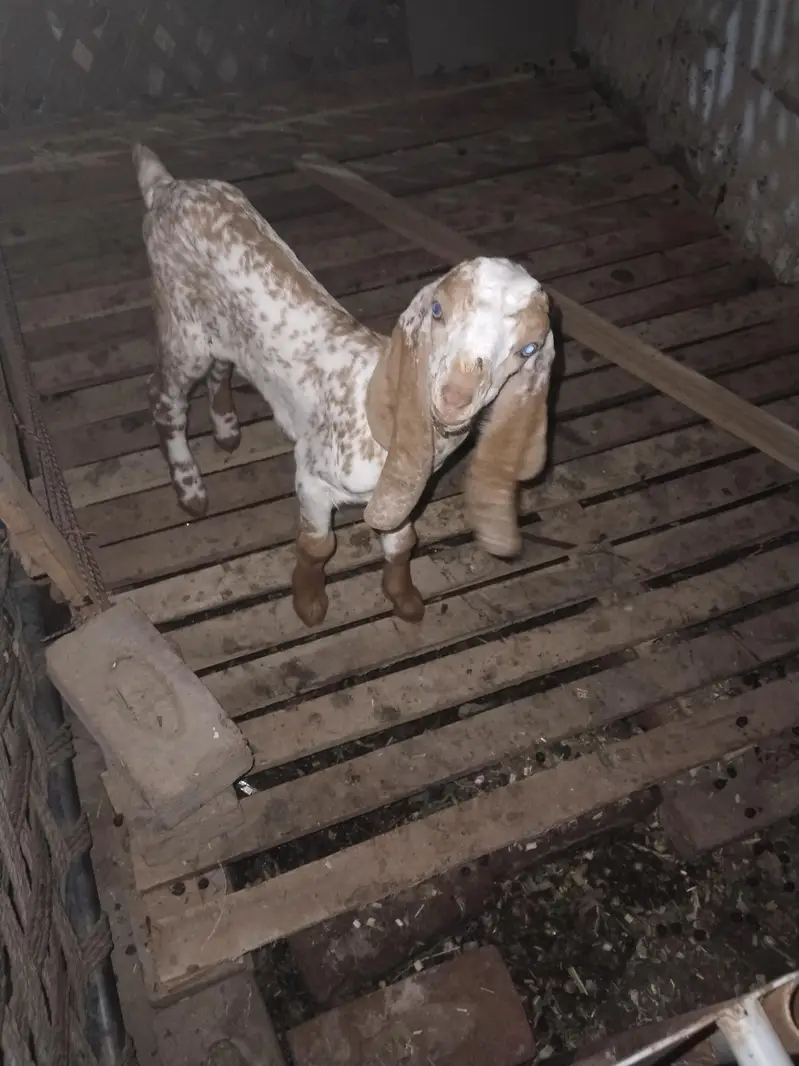 Makhi Cheeni Goat With 2 Baby — photo 2