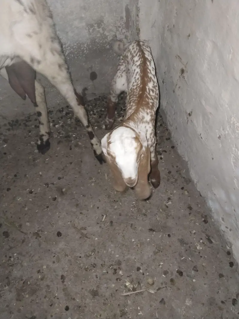 Makhi Cheeni Goat With 2 Baby — photo 3
