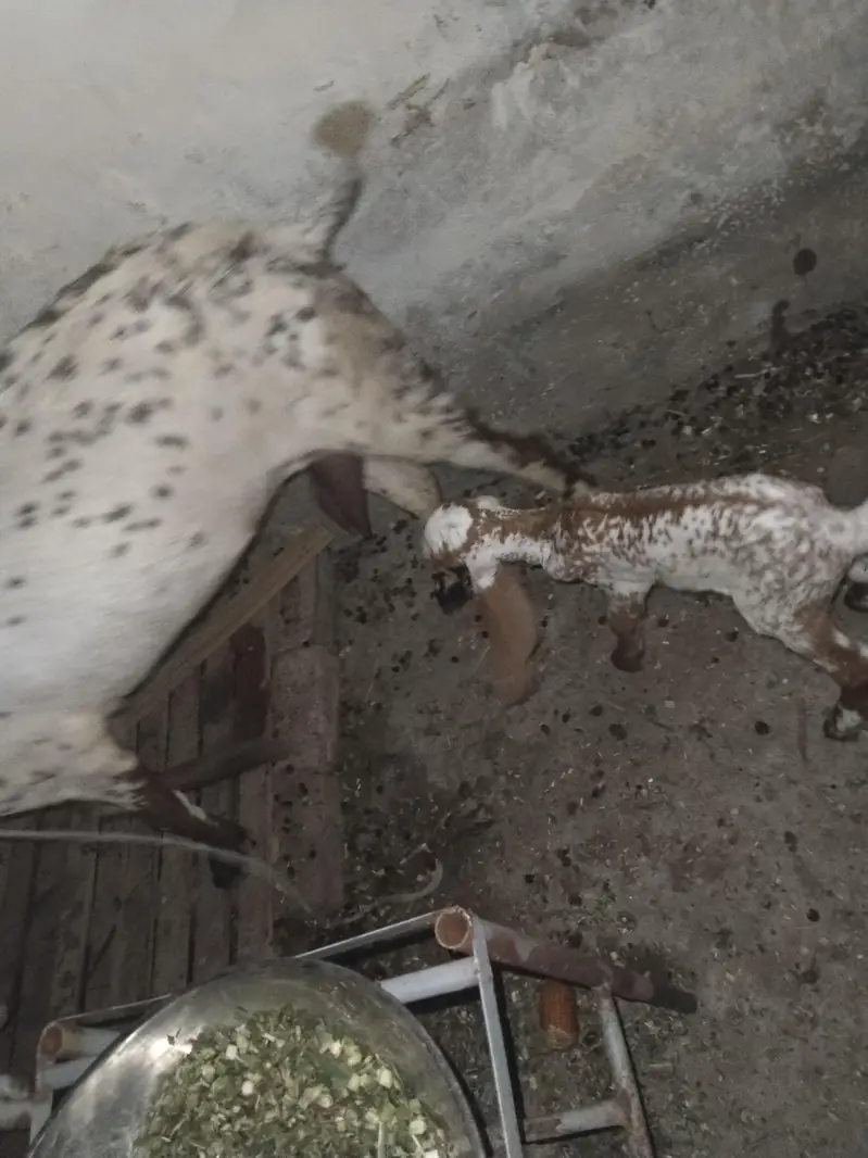 Makhi Cheeni Goat With 2 Baby — photo 4