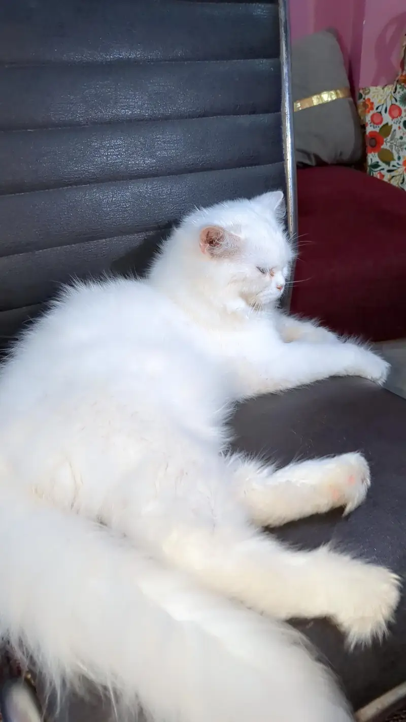 Triple Coated Persian White Cat — photo 2