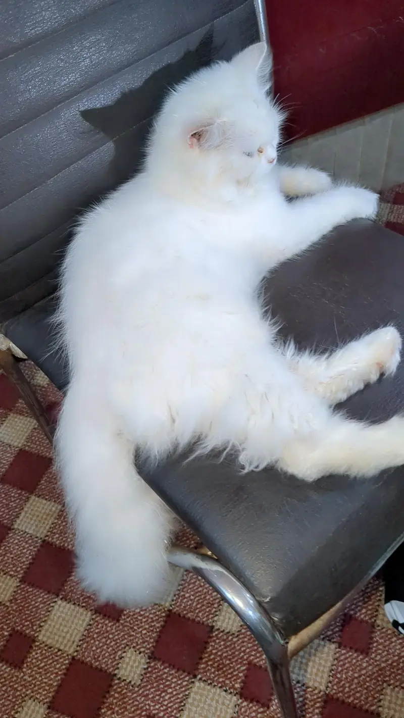 Triple Coated Persian White Cat — photo 6