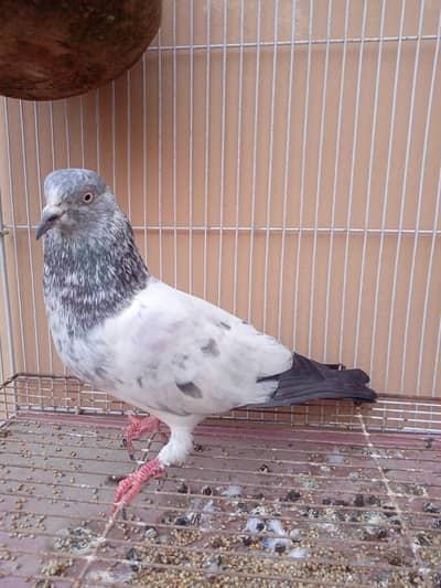 white pigeon for sale in Lahore