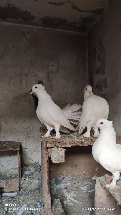 lakka white pairs