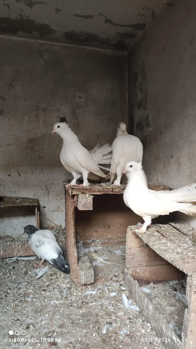 lakka white pairs — photo 3