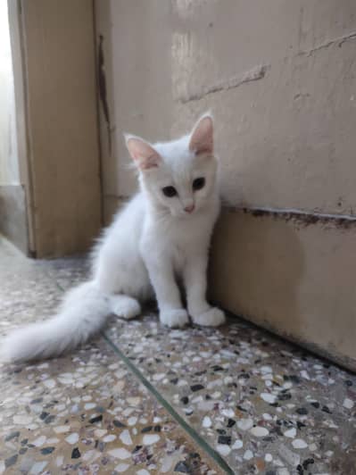 5 mixed breead Persian kittens.