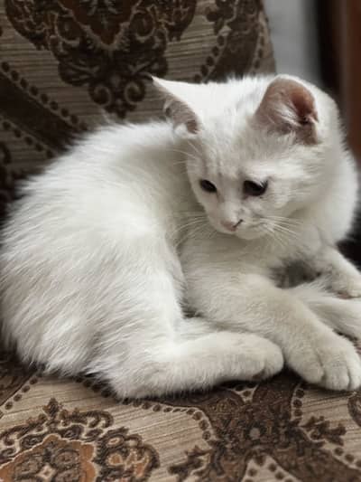 Double coat white persian male