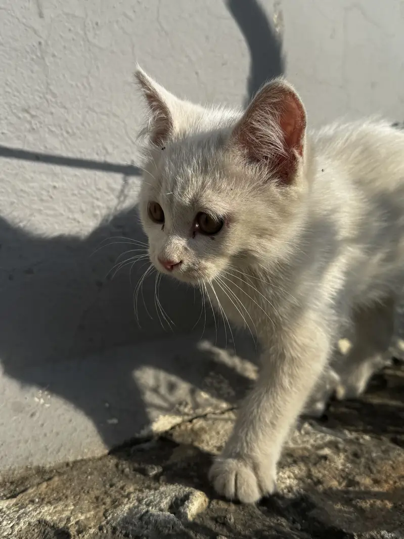 Double coat white persian male — photo 3