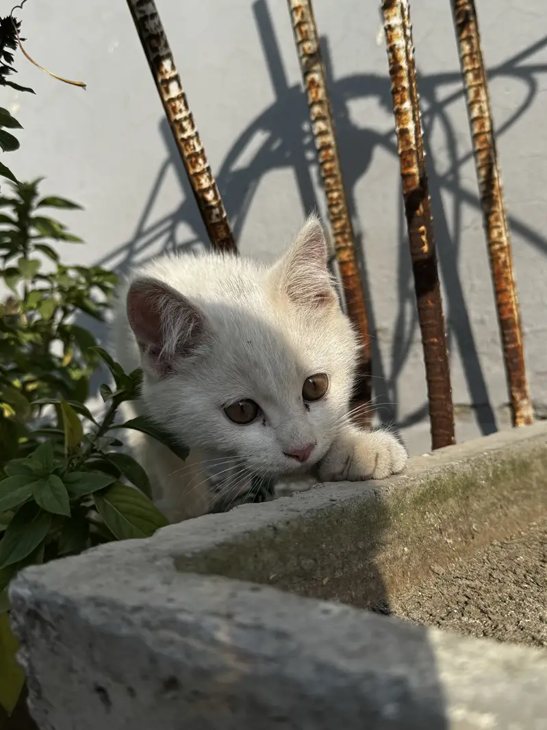 Double coat white persian male — photo 4