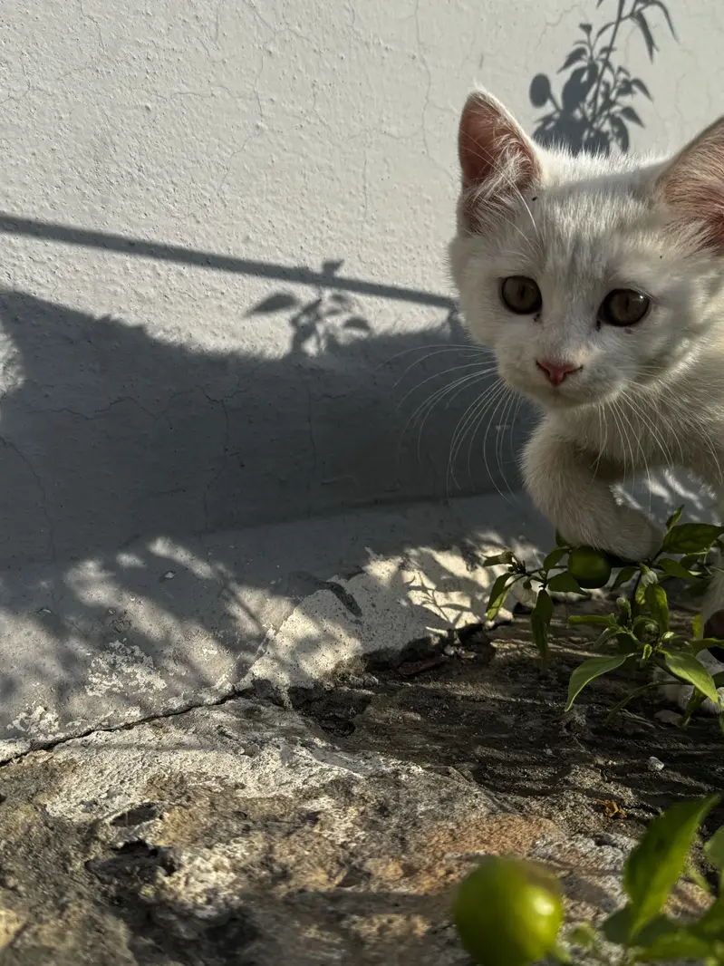 Double coat white persian male — photo 5