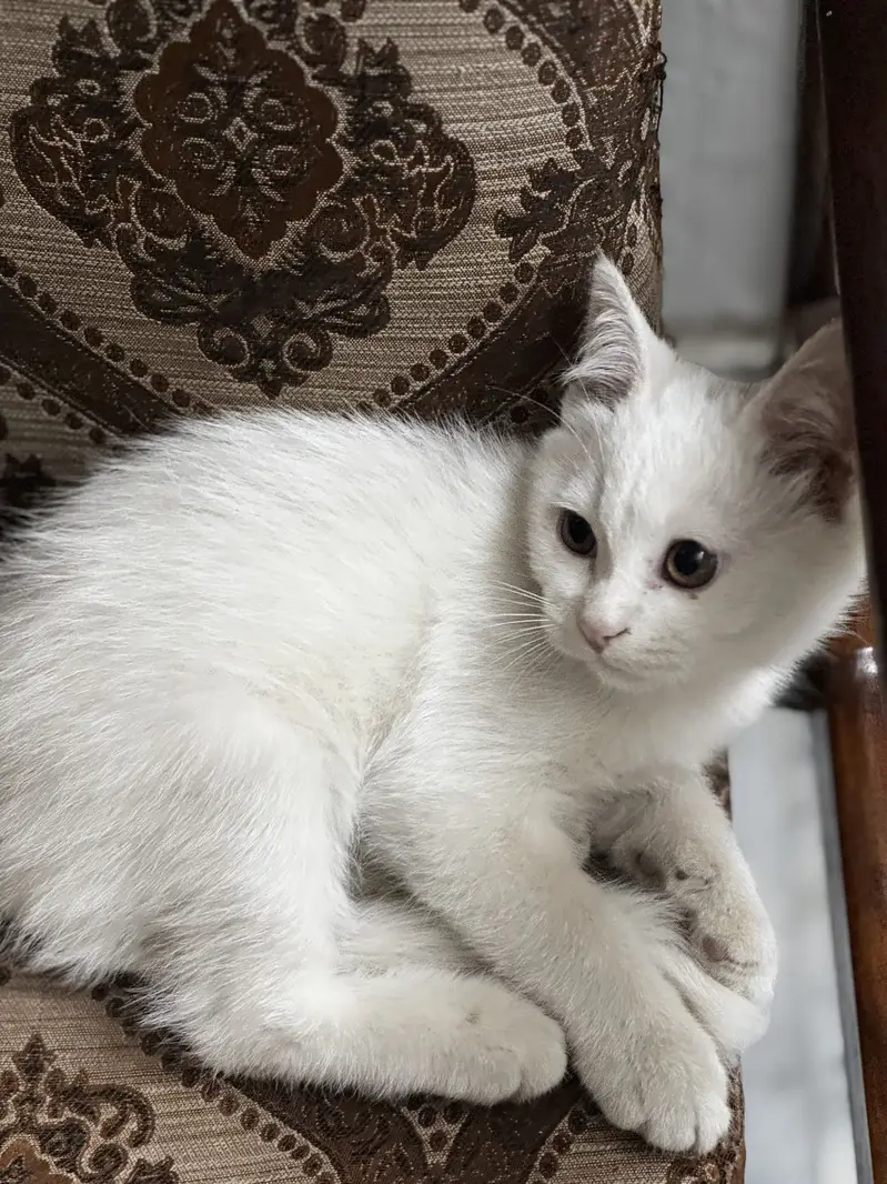 Double coat white persian male — photo 6