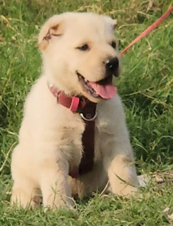King Alabai Male Dog For Sale — photo 2