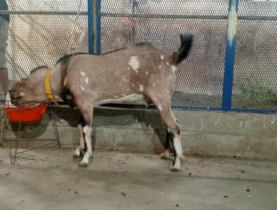 Lal ajrak chamba teddy male (kiran)