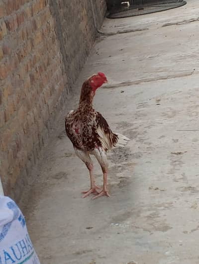 cheena assel gar ke bread