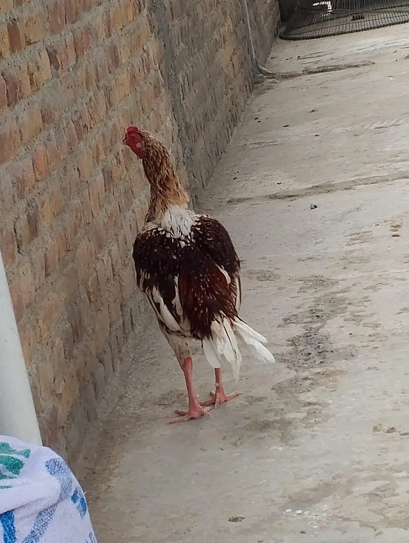 cheena assel gar ke bread — photo 2