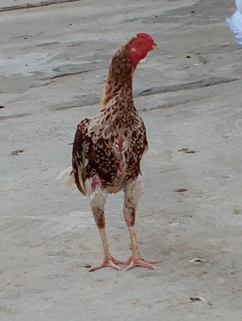 cheena assel gar ke bread — photo 3