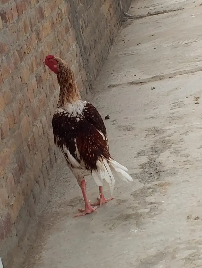 cheena assel gar ke bread — photo 5