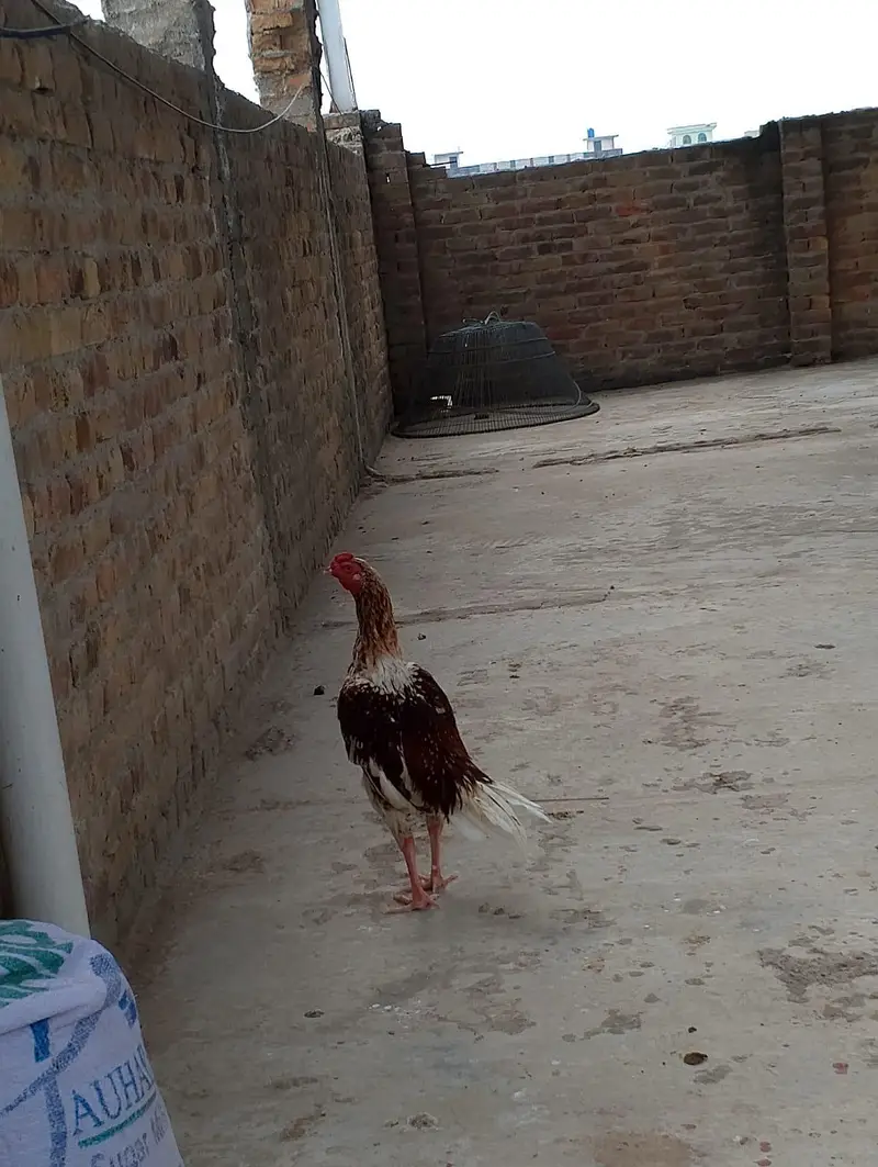 cheena assel gar ke bread — photo 7