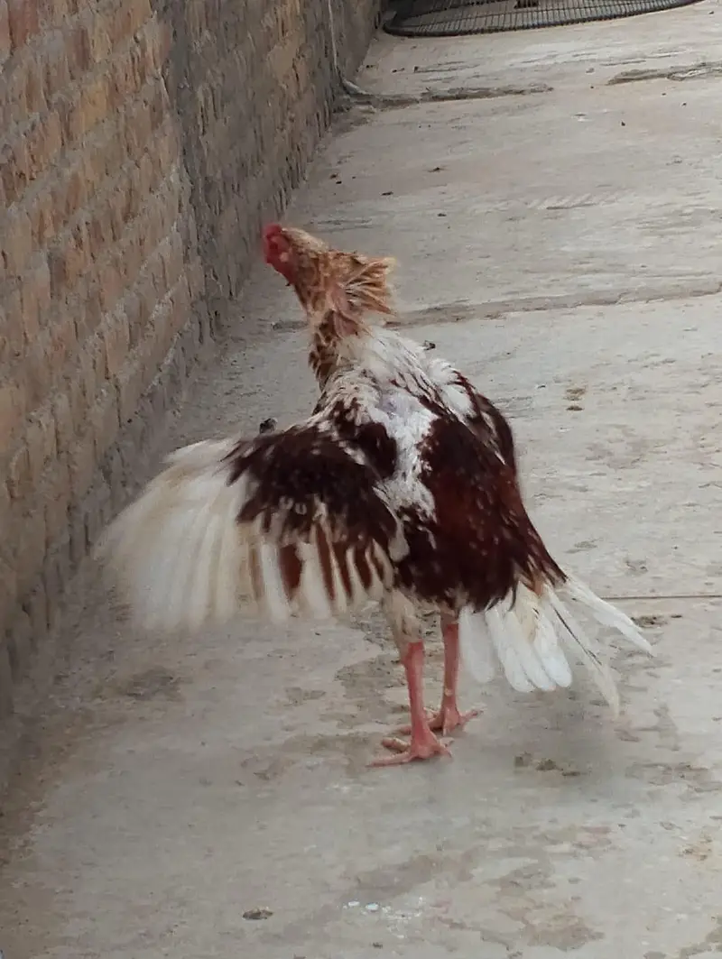 cheena assel gar ke bread — photo 8