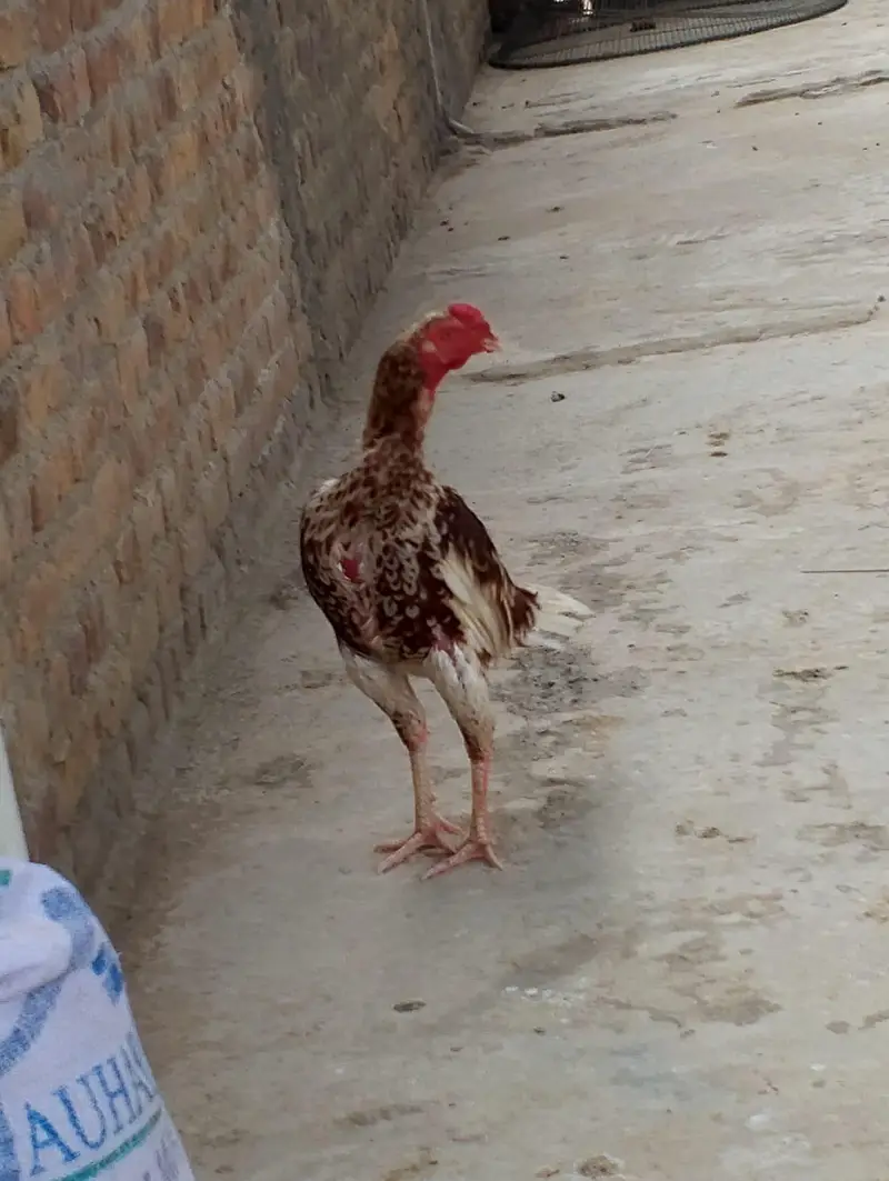 cheena assel gar ke bread — photo 9