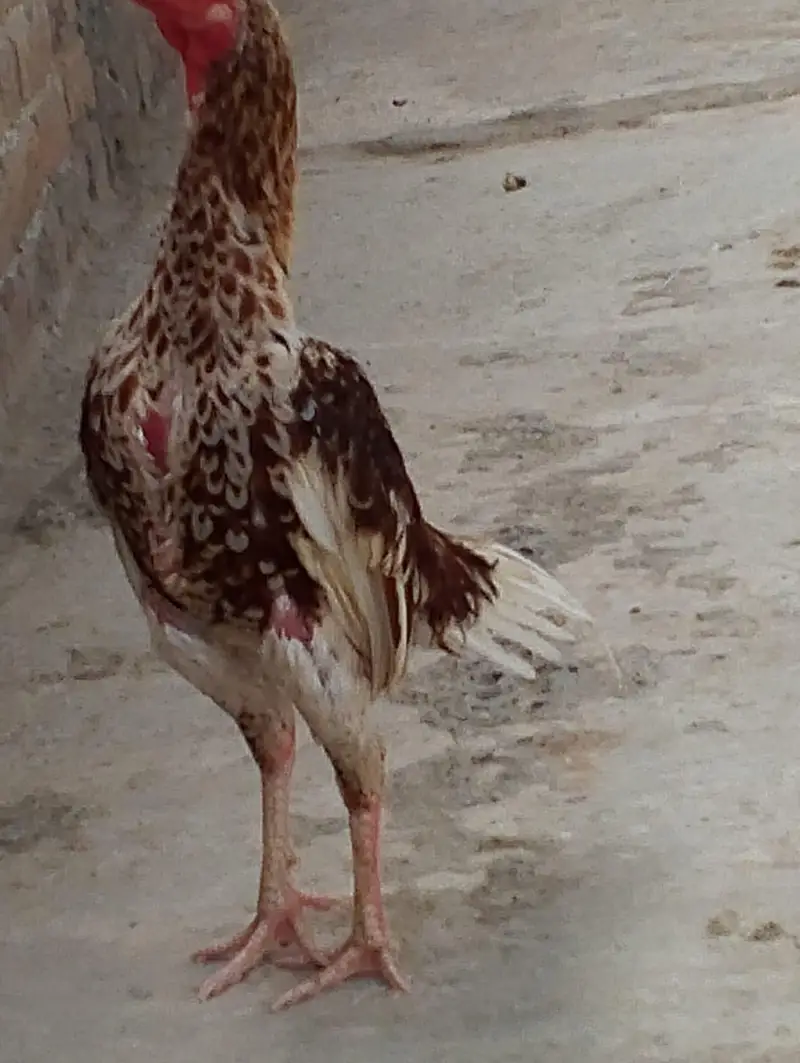 cheena assel gar ke bread — photo 10