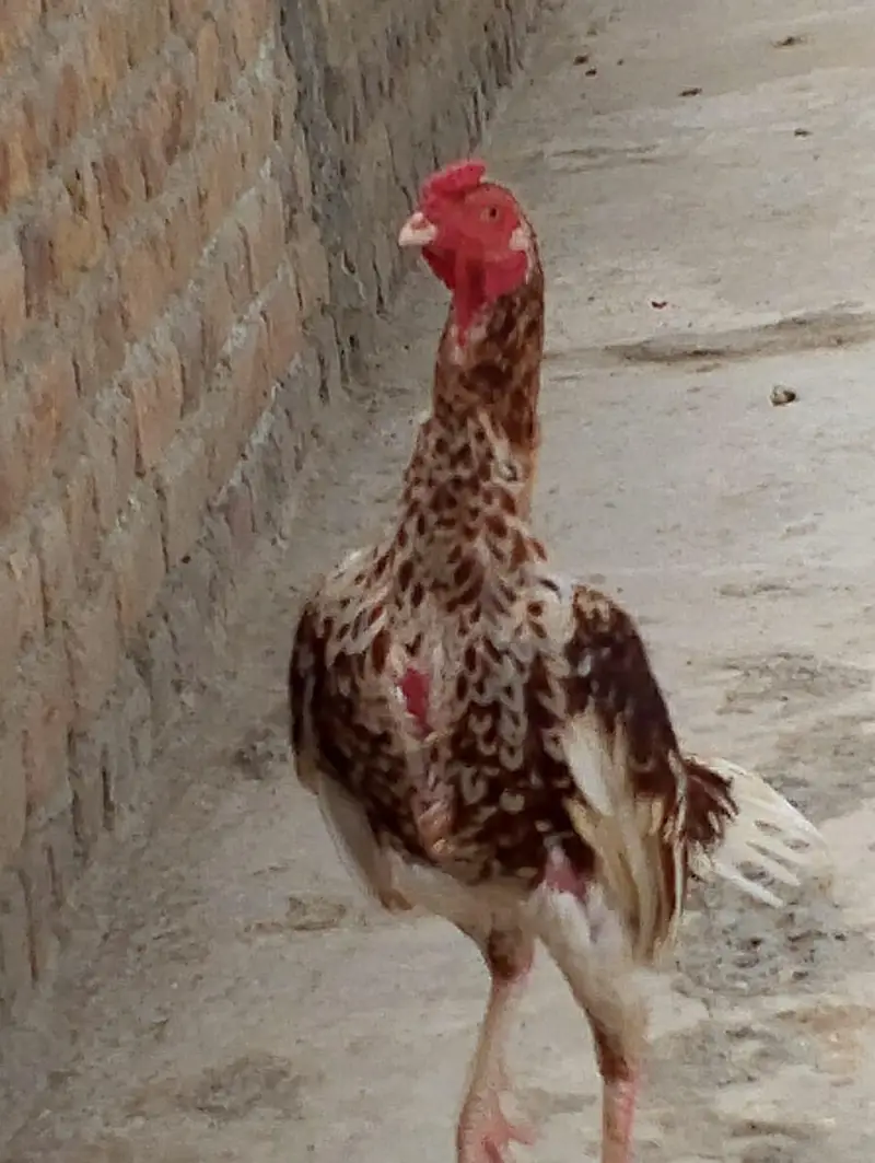 cheena assel gar ke bread — photo 11