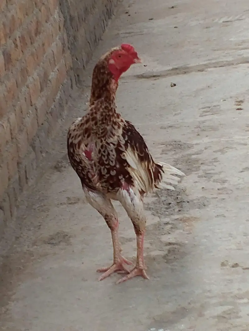 cheena assel gar ke bread — photo 12