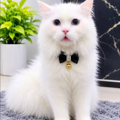 1 Female Cat hai persion sath 3 bachy hain 2male bachy hain 1 female