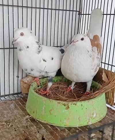 Beautiful pigeon Breder pair For sale