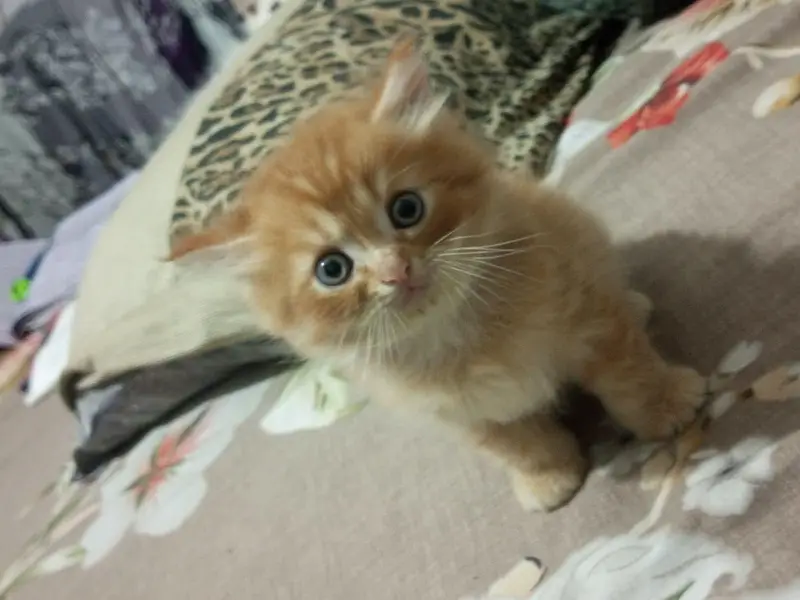 Cute Triple Coated Persian Cat — photo 2
