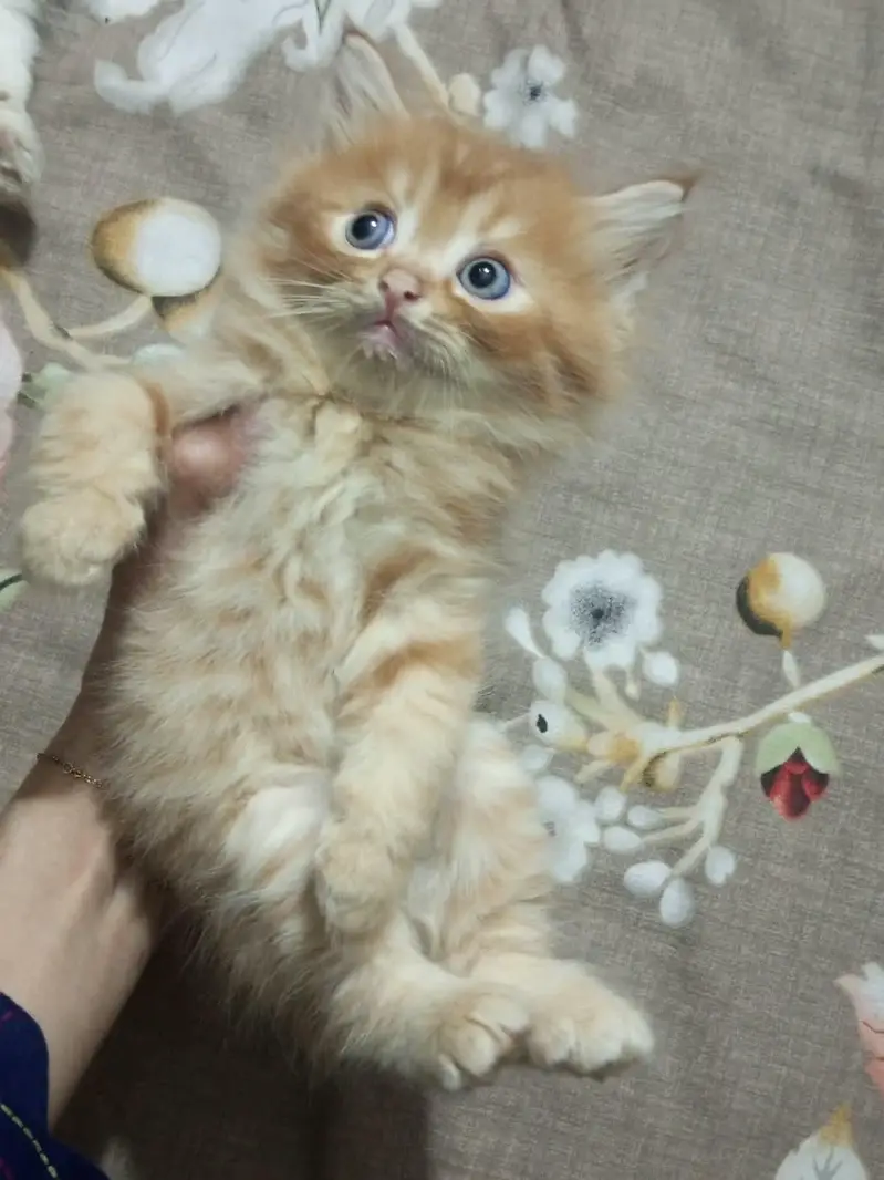 Cute Triple Coated Persian Cat — photo 3