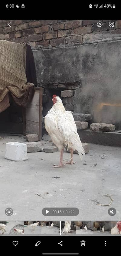 aseel white gor sale breeder