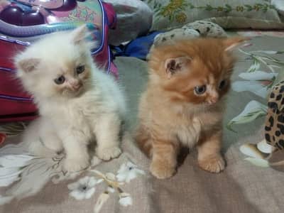 Cute Triple Coated Persian Cat